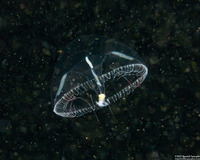 Eutonina indicans (Aggregating Jelly)