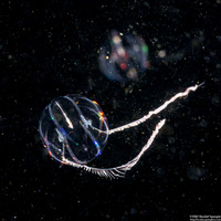 Pleurobrachia bachei (Sea Gooseberry)