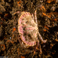 Cancer productus (Red Rock Crab)