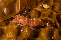Heptacarpus palpator (Intertidal Coastal Shrimp)