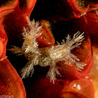 Dendronotus venustus (Branched Dendronotus)