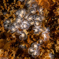 Phoronis ijimai (Vancouver Phoronid)