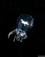 Polyorchis haplus (Polyorchis haplus)