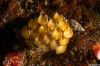 Ceratostoma foliatum (Leafy Hornmouth)