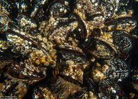 Mytilus californianus (California Mussel)