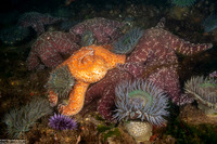 Pisaster ochraceus (Ochre Star)
