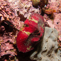 Cryptolithodes sitchensis (Umbrella Crab)