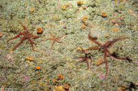 Ophiothrix spiculata (Spiny Brittle Star)
