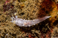 Tritonia festiva (Diamondback Tritonia)