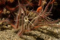 Praxillura maculata (Windmill Worm)