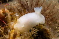 Diaulula sandiegensis (San Diego Dorid)