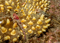 Polymastia pachymastia (Aggregated Nipple Sponge)