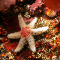 Leptasterias hexactis (Six-Arm Star)