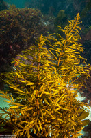 Stephanocystis osmundacea (Chain-Bladder Kelp)