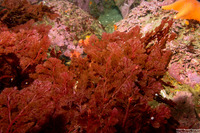 Plocamium pacificum (Sea Comb)