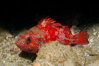 Sebastes miniatus (Vermilion Rockfish)