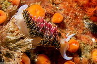 Phidiana hiltoni (Hilton's Aeolid)