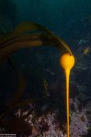Nereocystis luetkeana (Bull Kelp)