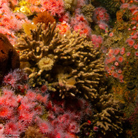 Celleporina sp.1 (Staghorn Bryozoan)