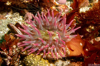Urticina coriacea (Stubby Rose Anemone)