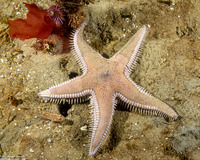 Astropecten armatus (Spiny Sand Star)
