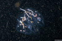 Cyclosalpa bakeri (Cyclosalpa Bakeri)