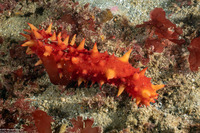 Parastichopus californicus (California Sea Cucumber)