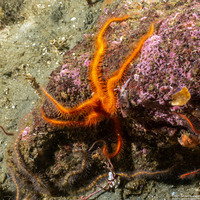 Ophiothrix spiculata (Spiny Brittle Star)