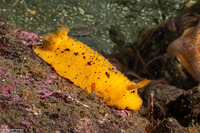 Doris montereyensis (Monterey Dorid)