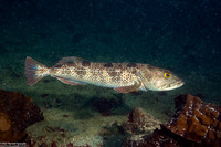 Ophiodon elongatus (Lingcod)