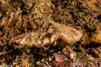 Terebratalia transversa (Common Lampshell)