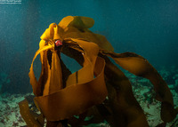 Pterygophora californica (Woody-Stemmed Kelp)