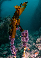 Strongylocentrotus purpuratus (Purple Sea Urchin)