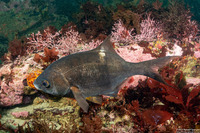 Rhacochilus vacca (Pile Perch)