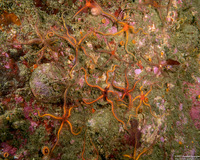 Ophiothrix spiculata (Spiny Brittle Star)