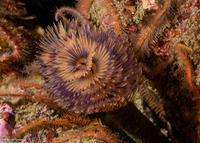 Bispira sp.4 (Bispira sp.4)