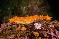 Parastichopus californicus (California Sea Cucumber)