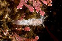Tritonia festiva (Diamondback Tritonia)