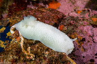 Doris odhneri (White Knight Dorid)