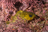 Sebastes atrovirens (Kelp Rockfish)