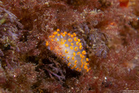 Antiopella barbarensis (Santa Barbara Janolus)