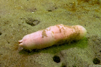 Urechis caupo (Fat Innkeeper Worm)