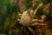 Loxorhynchus grandis (Sheep Crab)