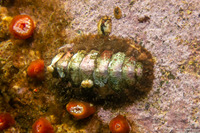 Mopalia ciliata (Hairy Chiton)