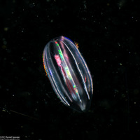 Family Mertensiidae (Mertensiid)