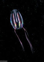 Family Mertensiidae (Mertensiid)