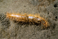Eupentacta quinquesemita (White Sea Cucumber)