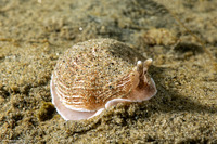 Armina californica (California Armina)