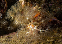 Cucumaria piperata (Peppered Sea Cucumber)