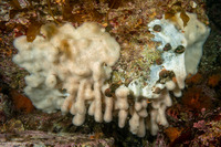 Cystodytes lobatus (Lobed Compound Tunicate)